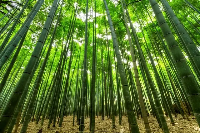 bambus strømper